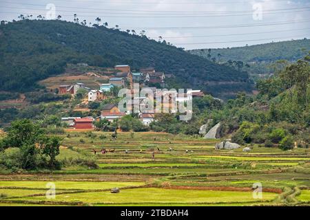 Villaggio rurale e agricoltori malgasci che lavorano su campi di riso terrazzati nella regione di Alaotra-Mangoro, Madagascar orientale, Africa Foto Stock