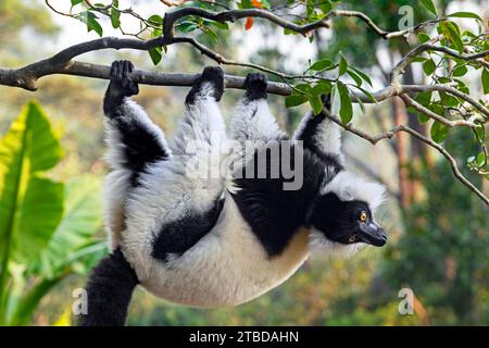 Limone arborato bianco e nero (Varecia variegata) in albero, Parco Nazionale Andasibe-Mantadia, Moramanga, Alaotra-Mangoro , Madagascar, Africa Foto Stock