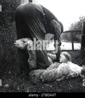 anni '1970, storico, un contadino che toglie una pecora per togliersi il suo cappotto di lana, una pratica normalmente praticata una volta all'anno. Foto Stock