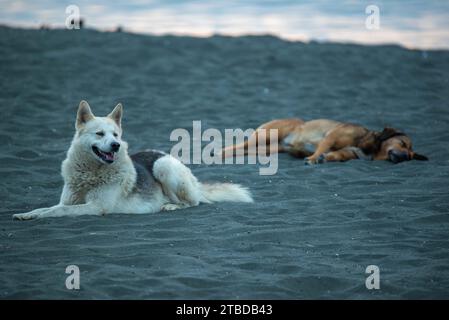 Cani sdraiati sulla spiaggia con sabbia nera Foto Stock