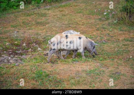 Due maiali macchiati che si nutrono di cibo in natura Foto Stock