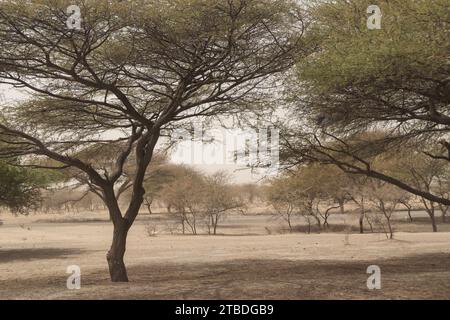 tipico paesaggio del sahel in ciad Foto Stock