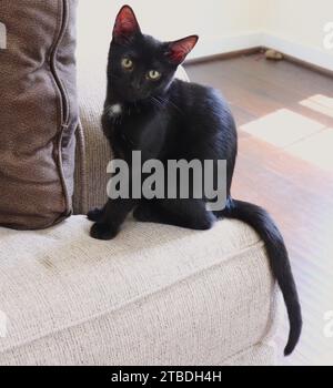 Gatto nero con spot bianco sul petto posa su divano beige e topo giocattolo sullo sfondo Foto Stock