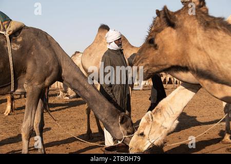 La vita intorno a un pozzo del deserto in ciad Foto Stock