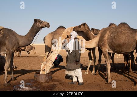 La vita intorno a un pozzo del deserto in ciad Foto Stock