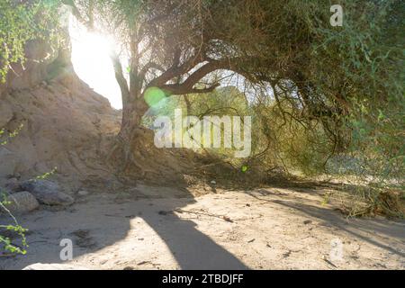 Box Canyon Wash, un canyon secco, polveroso e vuoto nella California meridionale. Foto scattate alla luce del mattino Foto Stock