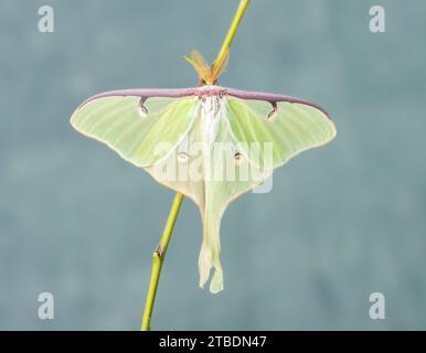 Macro di una falena Luna (Actias luna). Vista dall'alto con le ali aperte. Foto Stock