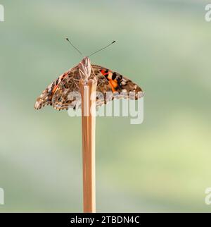Macro di una farfalla da donna dipinta (vanessa cardui) su un bastone - sfondo verde chiaro Foto Stock