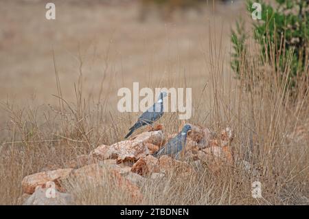 Un paio di piccione in legno comune (Columba palumbus) su pietre in erba secca. Foto Stock