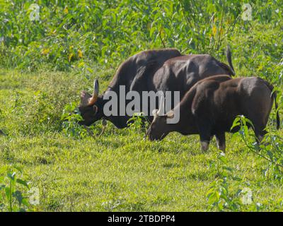 Gaur indiano o bisonte indiano, Foto Stock