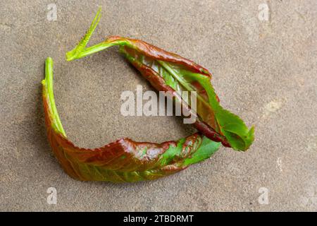 Arricciamento delle foglie di pesca. Malattia fungina di albero di pesche. Taphrina si deformata. Malattia del fungo dell'albero della pesca. Messa a fuoco selettiva. Argomento - malattie e parassiti di frutta t Foto Stock