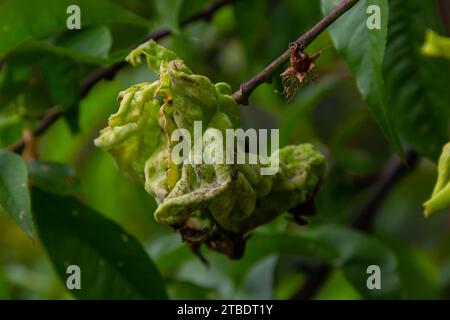 Arricciamento delle foglie di pesca. Malattia fungina di albero di pesche. Taphrina si deformata. Malattia del fungo dell'albero della pesca. Messa a fuoco selettiva. Argomento - malattie e parassiti di frutta t Foto Stock