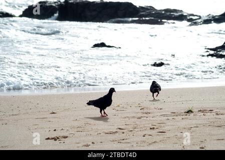 Silhouette di due piccioni in cerca di cibo sulla sabbia della spiaggia. Vita animale. Foto Stock