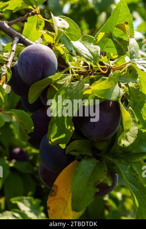 Prugne mature sui rami verdi del giardino. Alcune succose bacche di prugne rosse rotonde fresche con foglie su un ramo d'albero sotto la luce soffusa del sole. Prugne mature Foto Stock