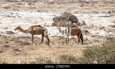 Salalah, oman- Novemebr 11.2023: Cammelli che vagano e si nutrono di erba nelle vicinanze di un Wadi a Salalah, Oman. Foto Stock