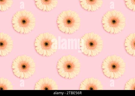 Motivo in fiore di gerbera beige su sfondo rosa. Concetto creativo. Foto Stock