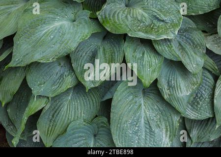 Foglie di Hosta coperte di gocce di pioggia in estate. Foto Stock