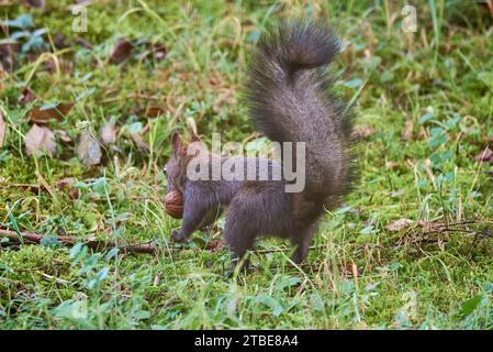Scoiattolo rosso eurasiatico che nasconde una noce (Sciurus vulgaris) Foto Stock
