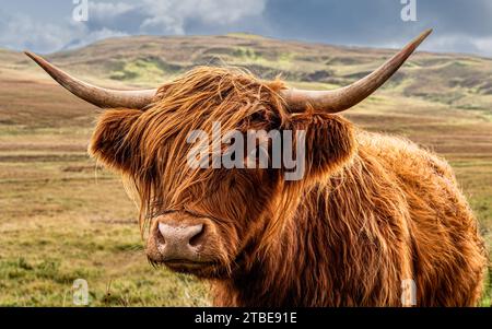 Mucca dell'altopiano Foto Stock