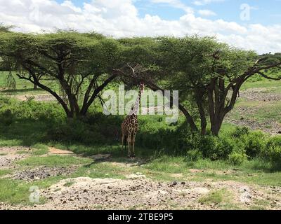 Una bella giraffa sorge sull'erba di un'ampia savana aperta, raggiungendo il suo lungo collo per mangiare foglie dai rami di un grande albero Foto Stock
