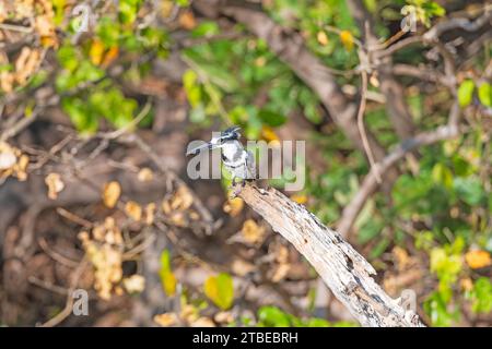 Un Pied Kingfisher gusta il suo pasto lungo le rive del fiume Chobe in Botswana Foto Stock