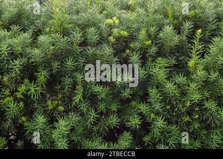 Taxus - siepe di Yew coperta da gocce di rugiada in estate. Foto Stock