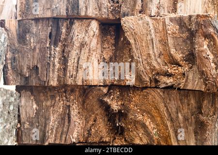 il nucleo degli alberi abbattuti si è posato nel parco dopo la pulizia sanitaria del parco. debole. struttura in legno. la trama del nucleo dell'albero. TR Foto Stock