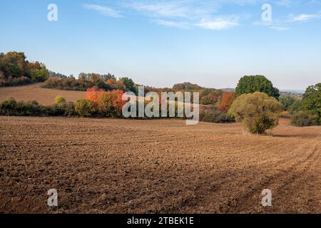 prato autunnale, campo arato, cespugli colorati tra i campi Foto Stock