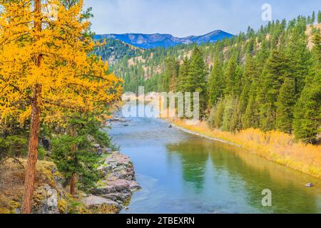 Colori autunnali di larice lungo il blackfoot in prossimità del fiume Potomac, montana Foto Stock