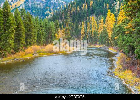 Colori autunnali di larice lungo il fiume blackfoot in whitaker ponte di accesso di pesca vicino a potomac, montana Foto Stock