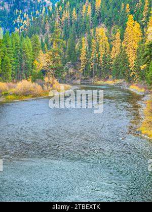 Colori autunnali di larice lungo il fiume blackfoot in whitaker ponte di accesso di pesca vicino a potomac, montana Foto Stock