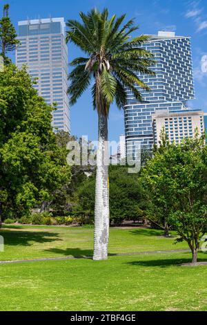 Fiori splendidamente colorati presso i Giardini Botanici di Sydney Foto Stock