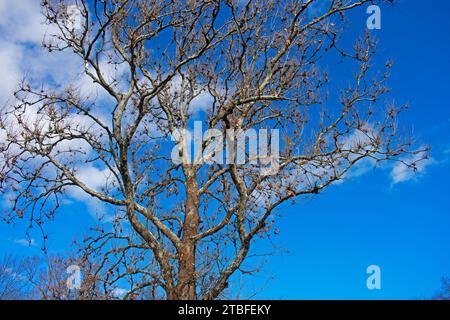 Albero di Sycamore in autunno, dopo che la maggior parte delle sue foglie sono cadute, contro un cielo blu con alcune nuvole di cumulus -01 Foto Stock