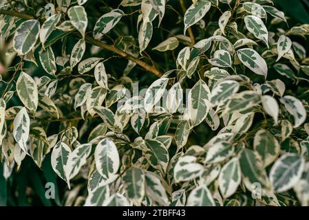 Ficus benjamina Starlight lascia da vicino Foto Stock