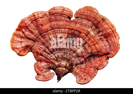 Fungo reishi rosso su sfondo bianco primo piano isolato, fungo Lingzhi, Ganoderma lucidum, fungo laccato, fungo medicinale Foto Stock
