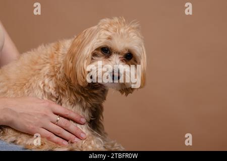 Un bel cane Maltipoo nelle mani di una ragazza da vicino, amore per un cane Foto Stock