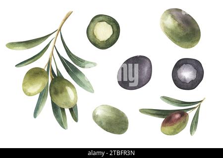 Insieme di diversi rami di olive verdi e nere isolati su fondo bianco. Stile acquerello disegnato a mano con sfondo trasparente. Per la progettazione, p Foto Stock