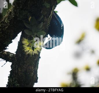 Gli uccelli TUI si nutrono di nettare con fiori gialli di Pohutukawa. Auckland. Foto Stock