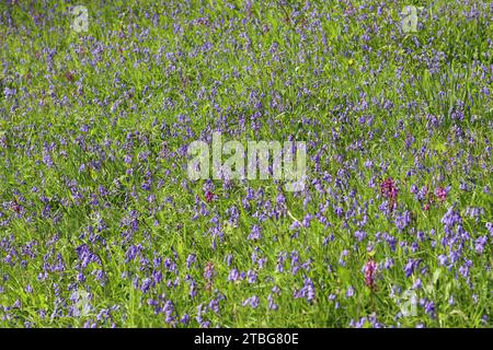 Prato ricoperto da masse di campanule selvatiche al sole primaverile Foto Stock