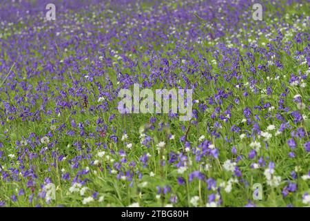 Masse di campanule e aglio selvatico in un bosco con il sole primaverile Foto Stock