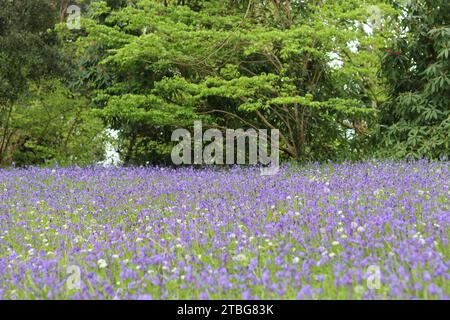 Prato ricoperto da masse di campanule selvatiche al sole primaverile Foto Stock