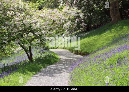 Sentiero boschivo che si snoda attraverso un tappeto di campanelle selvatiche in primavera, con alberi ricoperti di fiori di mele bianche Foto Stock