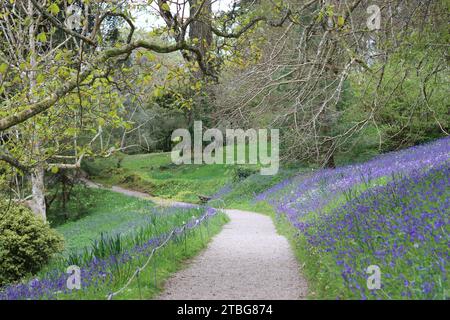 Sentiero boschivo che si snoda attraverso un tappeto di campanelle selvagge in primavera Foto Stock