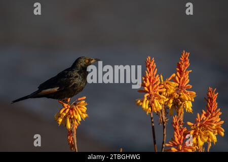 starling dalle ali pallide, Onychognathus nabouroup, Stunidae, Namibia, Africa Foto Stock