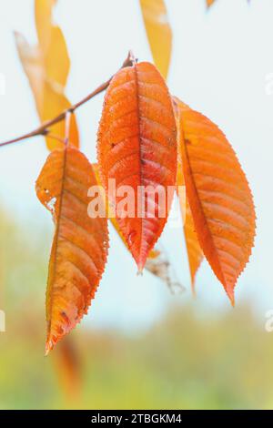 Screensaver naturale e sfondo con tema autunnale e paesaggio con colori stagionali. Foto Stock
