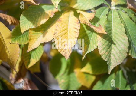 Screensaver naturale e sfondo con tema autunnale e paesaggio con colori stagionali. Foto Stock