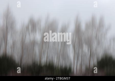 Astratto di alberi invernali Foto Stock