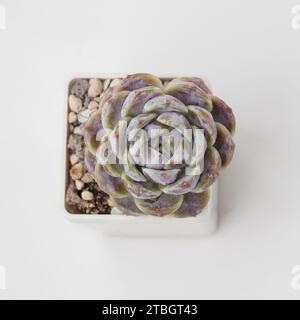 Vista dall'alto di Echeveria Snow Bunny piante succulente in vaso su sfondo bianco Foto Stock