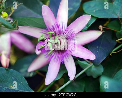 Primo piano del fiore della passione (passiflora edulis) Foto Stock