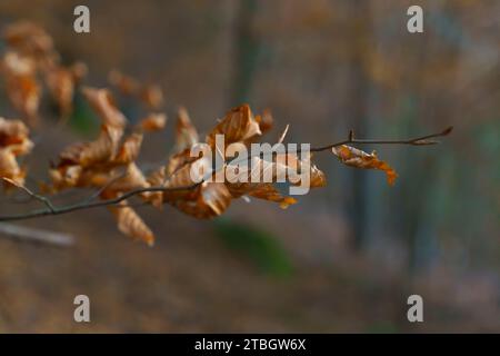 Foglie secche su un ramo forestale a Rota das Faias, Manteigas, Serra da Estrela, Portogallo, Europa Foto Stock